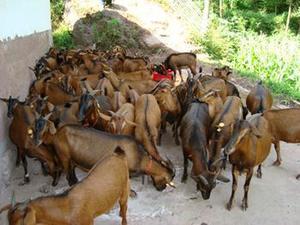 养殖南江黄羊场地