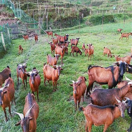 规模南江黄羊养殖