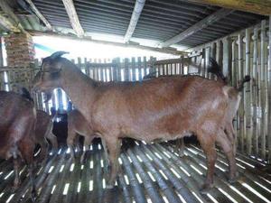 南江黄羊市场需求