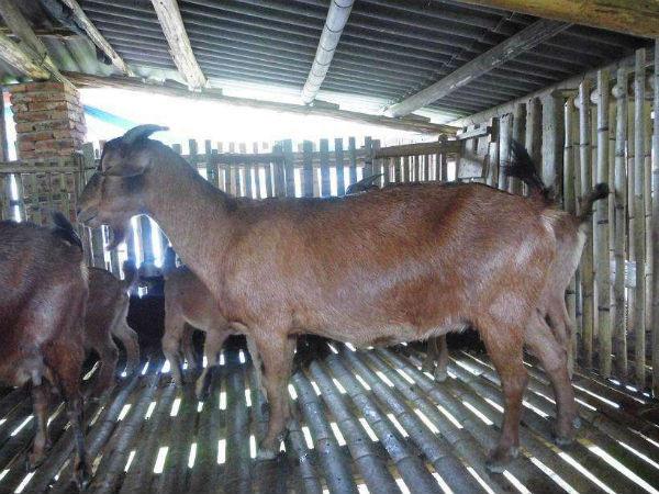 南江黄羊市场需求