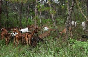 南江黄羊饲养条件