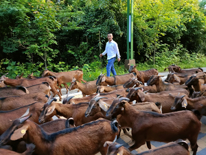放牧途中的南江黄羊