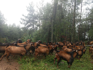 南江黄羊公羊群