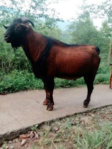 南江黄羊种公羊