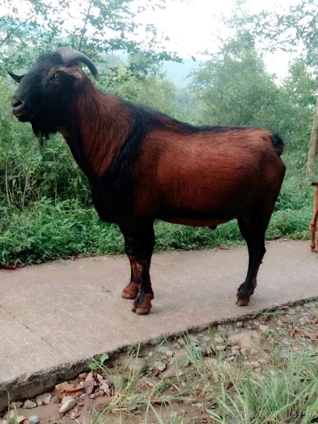 南江黄羊种公羊