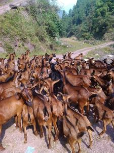 放牧途中的南江黄羊