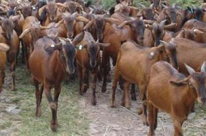 怎样做南江黄羊肉好吃