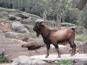 南江黄羊的生长