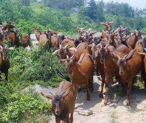 广西养殖场 南江黄羊