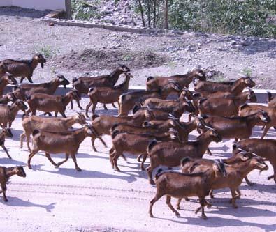 四川省南江黄羊养殖