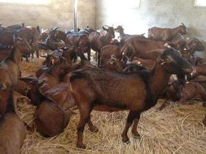 巴中南江黄羊基地