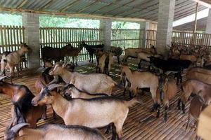 南江黄羊养殖场