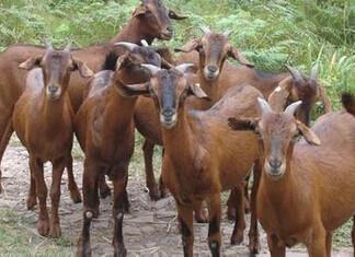 南江县黄羊养殖公司