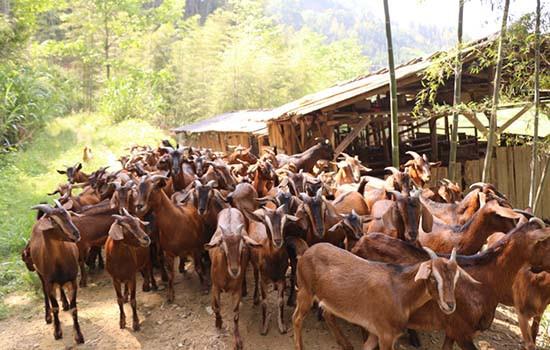 南江黄羊的特点