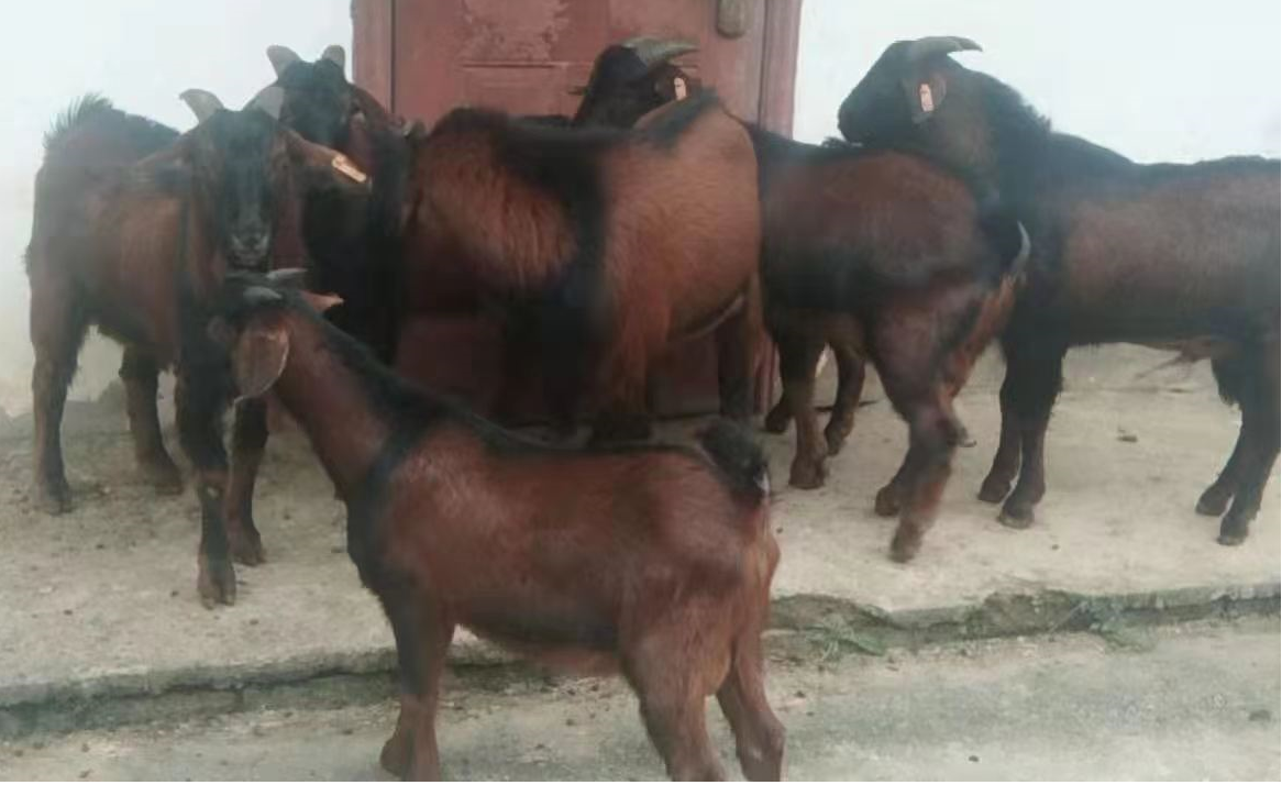 南江黄羊